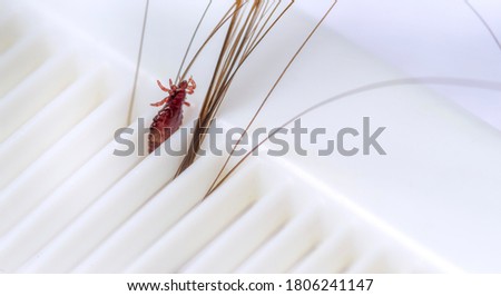Brown head louse in hair on a white comb. Isolated on white background