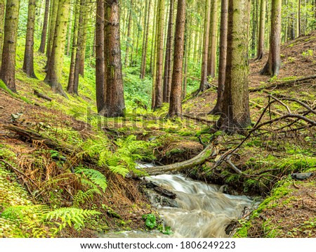 beautiful forest in the Ore Mountains with a stream