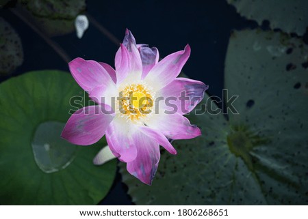 Pink lotus flowers blooming in the pond with blur background