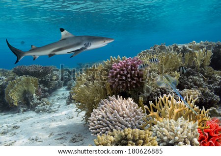 Colorful underwater coral reef with yellow stripped fish and big shark