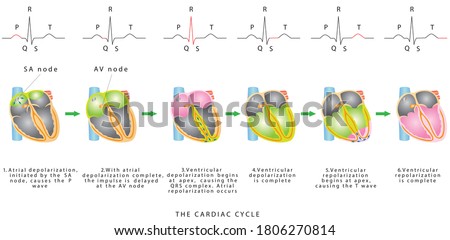 The Cardiac Cycle. The sequence of heart excitation is associated with the deviation of ECG waves by tracing. Diagram of the phases of cardiac cycle Royalty-Free Stock Photo #1806270814