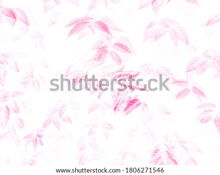 Beautiful abstract color gray and pink flowers on white background, white flower frame and pink leaves texture, pink background
