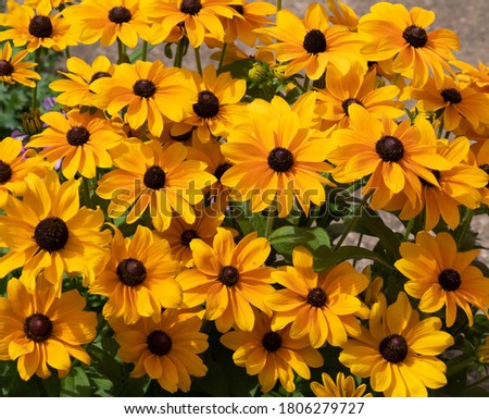 Rudbeckia are perennial bright yellow daisies with a dark brown heart, green leaves on a background of asphalt. Royalty-Free Stock Photo #1806279727