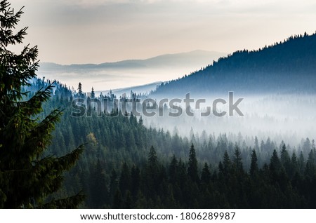 Morning valley with forest and fog view from up. Mystic pine forest in the mountains with mist above trees. Royalty-Free Stock Photo #1806289987