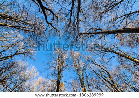 Leafless forest trees with sunset light reaching the tops. Leafless trees view from bottom up with blue sky. Royalty-Free Stock Photo #1806289999