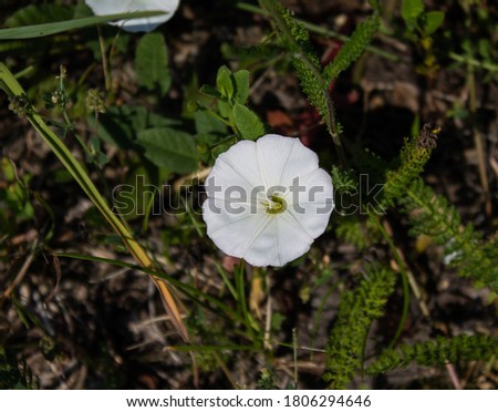 Bindweed is a climbing plant, however, photographed here on the ground.