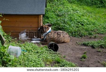 Dog in front of dog house. He is facing away from the photographer in front of his hut.