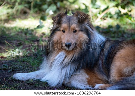 Sheltie sable color dog laying down Colorado, USA
