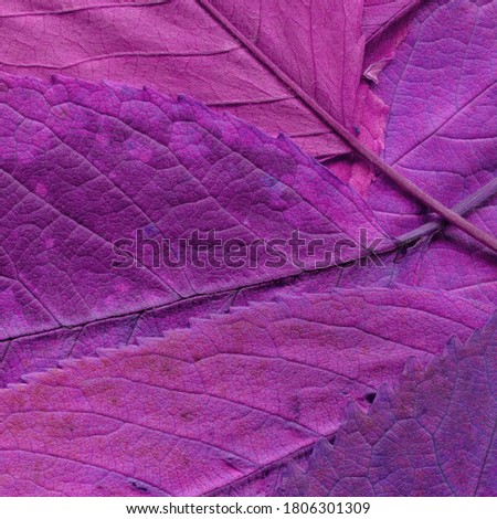 Colorful leaves background. Natural organic texture.