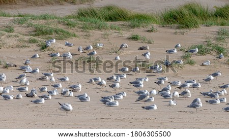 A group seagulls sitting under the sun on white sand beach with selective focus, Summer landscape view in sunny day at Dutch north sea coastline, The dunes or dyke, Noord-Holland, Netherlands.