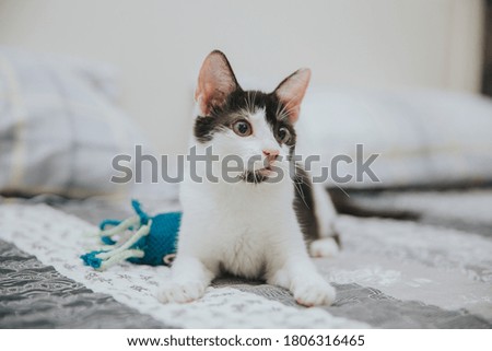 Cute little kitten playing in bed. Cats - happy hour concept. 