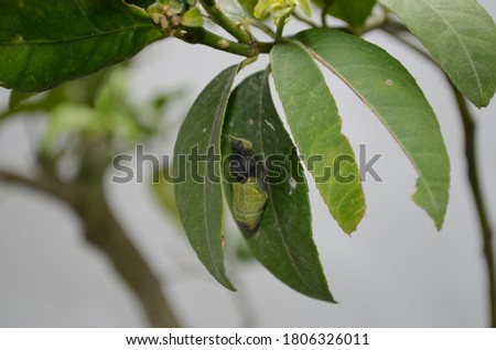 A Pupa is the life stage of some insects undergoing transformation between immature and mature stages