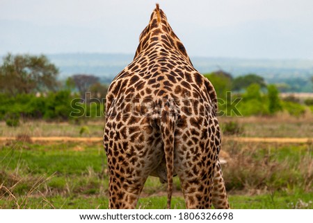 Close up shot of the back view of a giraffe, with the tail, with a savannah background. Nature concept