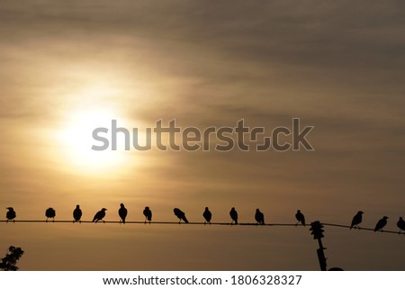 nature photo evening time with birds siting on  electric wire 