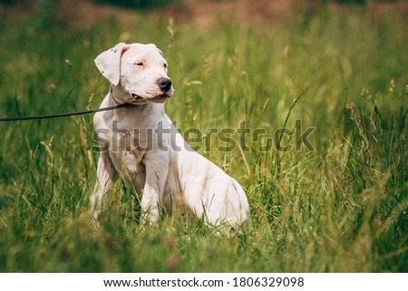 Argentinian dog breed portrait outdoors. 