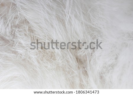 Closeup soft cat fur blurred background. Blur white wool cat texture.