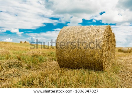 Close-up round bales of hay on farmland with blue cloudy sky. Nature summer background