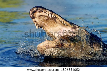 The American alligator (Alligator mississippiensis) attacks with its mouth wide open.