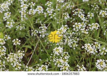 A yellow flower between white and green in nature