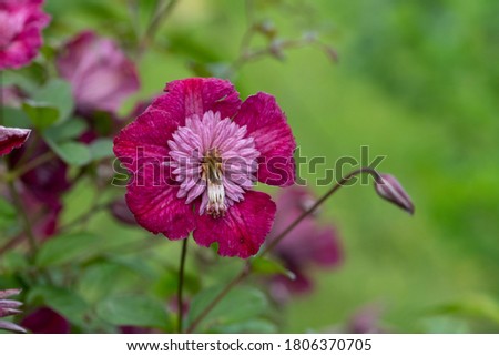 Close up of an Avant Garde clematis flower in bloom Royalty-Free Stock Photo #1806370705