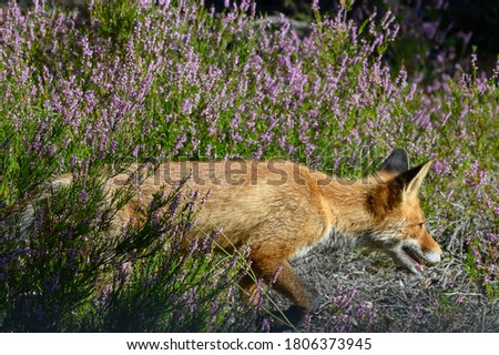 Young red fox in the forest on a summer day Vulpes vulpes