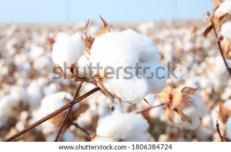 Cotton in a cotton field near Frost, Texas Royalty-Free Stock Photo #1806384724