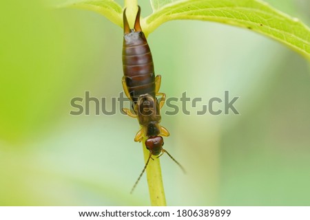 Close up of a common earwig 