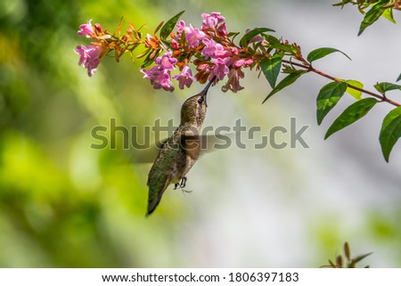 Female Anna's hummingbird (Calypte anna) hovering and feeding on pink flowers from below in summer in Seattle.
