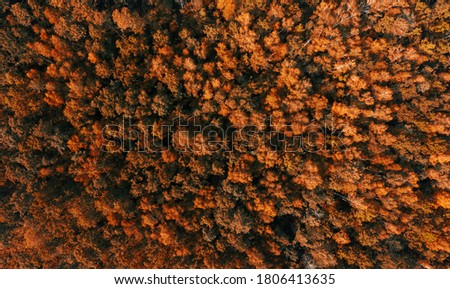 Aerial view of autumn forest with orange trees. Top view from a flying drone in the autumn forest at sunrise.