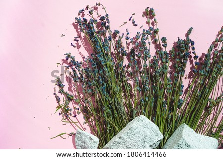 Natural lavender and stones on pink background with copy space. Trendy floral blooming bouquet on sunlight. Spa beauty organic dry flowers aroma calming concept. Evening sleep relax banner template