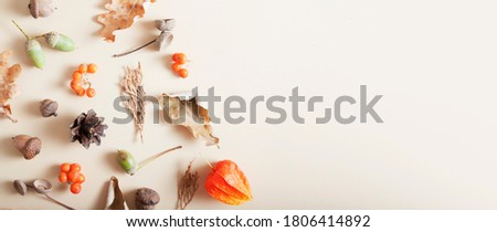 Autumn layout of mountain ash, acorns, fallen leaves, cones. Copy space banner format
