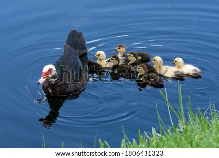Mother muscovy duck with brownish black and white feathers and a red face patch is swimming with her brown, black, and yellow ducklings in bright blue water near blurred green grass.