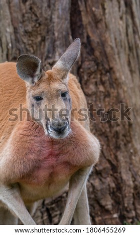 Red kangaroo posing in front of a tree