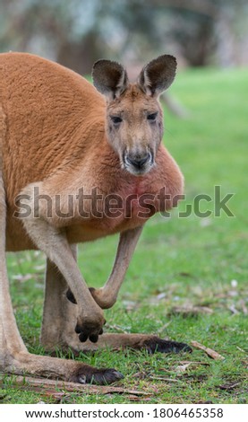 Red kangaroo leaning down and  standing on grass