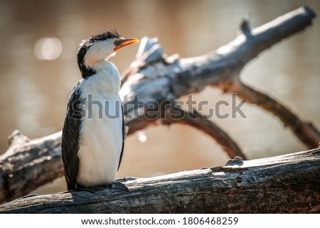 Australian Pied Cormorant Sun bathing