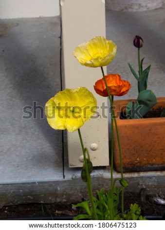 Dazzling bright yellow and orange  poppies  flowering plants in  subfamily Papaveroideae  family Papaveraceae colorful single herbaceous plant, flowering in spring are a charming and decorative plant.