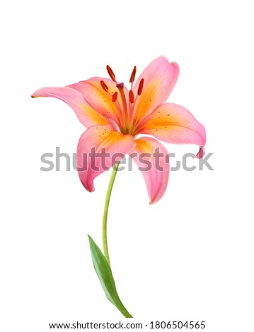 Pink lily flowers on a white background  Royalty-Free Stock Photo #1806504565