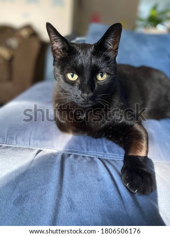Domestic short haired black cat showing off his paw with just a bit of claws on blue couch