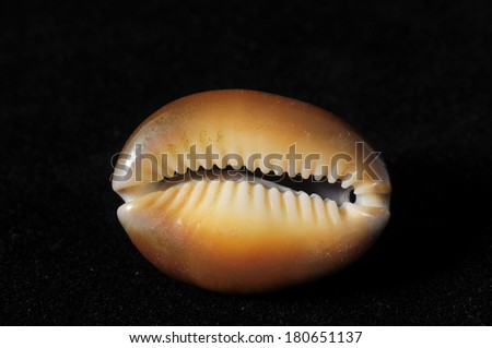 Textured Limestone Sea Shell on a Black Background