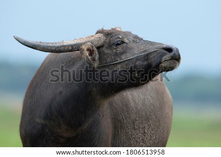 Thai buffalo in green grass field