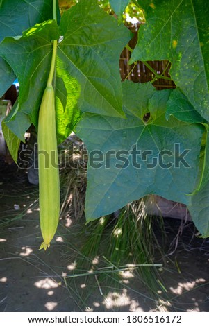 Green sponge gourd (Luffa cylindrica) vegetable growing and hanging on the tree. Natural sunlight.