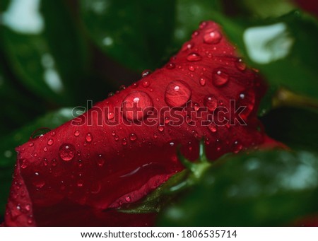 Water drops on Petal of
Hibiscus rosa-sinensis , known colloquially as Chinese hibiscus, China rose, Hawaiian hibiscus, rose mallow and shoeblackplant