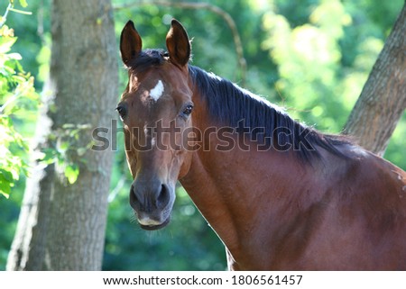 Thoroughbred race horse in nature background Royalty-Free Stock Photo #1806561457