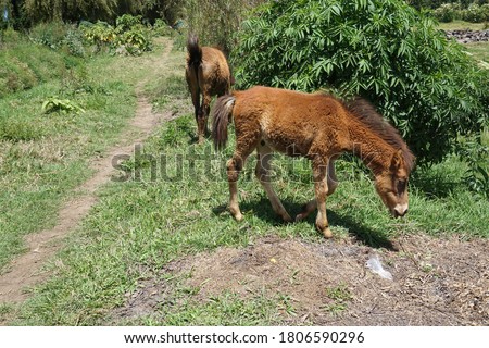 Two small brown horses eating grass.