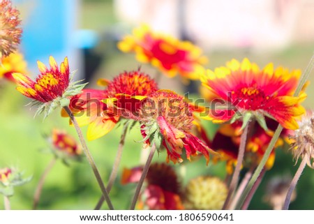 beautiful red flowers with yellow edges