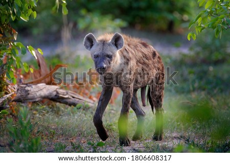 Hyena, detail portrait. Spotted hyena, Crocuta crocuta, angry animal near the water hole, Okavango delta, Botswana