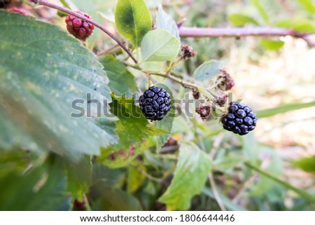 wild blackberry fruits forming thickets near the forest and meadows