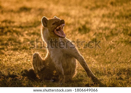 Spotted hyena with an open mouth is considered to have the strongest strong jaws of predators