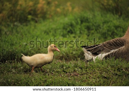 A picture of a duckling in a green field in the middle of a river taken in the evening.