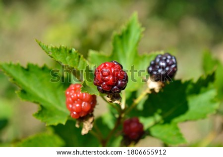 Large blackberries ripen in the garden. Harvest berries in the summer season.